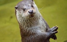 Rái cá tiên đoán Nga đánh bại Ai Cập