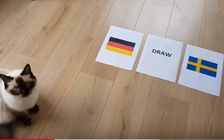 Tiên tri mèo dự đoán Đức nắm chắc phần thắng trước Thụy Điển