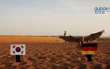 Tiên tri động vật đồng loạt đặt niềm tin Đức hạ Hàn Quốc