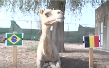 Những tiên tri động vật danh tiếng dự đoán Bỉ nhấn chìm tham vọng của Brazil