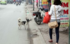 [VIDEO] Người Hà Nội phập phồng với chó thả rông
