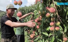 Vải Quảng Ninh: Lại điệp khúc “được mùa mất giá”