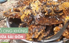 Dân đổ ra đường bắt tổ ong “khủng” trong cây xanh bị ngã đổ