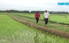 Nông dân trồng lúa hữu cơ tố lúa giống không nảy mầm!