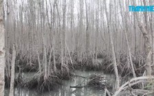 Rừng hơn 20 năm tuổi chết vì quá già?