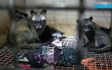 Lời hàng trăm triệu đồng mỗi năm từ 24 con chồn hương giống