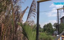 Triệt phá trường gà trong vườn dừa ở Bến Tre