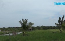 Xôn xao chuyện thương lái “lạ” mua lúa non làm thuốc nam