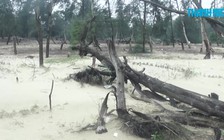 Rừng phòng hộ ven biển bị sóng đánh tan hoang