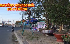 Mai vàng hơn 100 tuổi được rao giá 3 tỉ đồng ở Cần Thơ