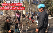 Giá rẻ giật mình ở chợ hoa đào Lai Châu