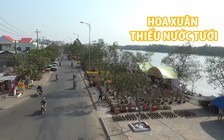 Khổ vì không có nước tưới cho hoa xuân