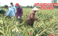 Nông dân phấn khởi vì giá thơm son thái tăng cao