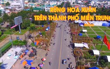 Lạc vào rừng hoa xuân ngày cuối năm trên thành phố miền Trung