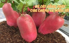 Hàng ngàn chậu củ cải hồng phát “độc, lạ” của 8x miền Tây