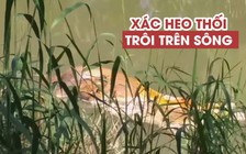 Ám ảnh xác heo chết nổi lềnh bềnh trên sông giữa mùa dịch lở mồm long móng
