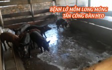 Bị bệnh lở mồm long móng tấn công, dân vẫn muốn… xin lại heo