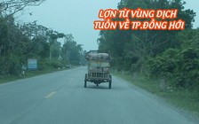 Lợn từ vùng dịch tuồn về TP.Đồng Hới