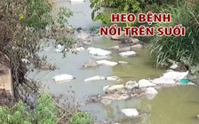 Thiêu hủy hàng trăm xác heo bệnh lở mồm long móng vứt dọc suối