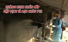 Quảng Ninh khẩn cấp dập dịch tả lợn châu Phi