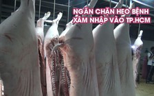 TP.HCM tăng cường kiểm tra, ngăn chặn heo bệnh xâm nhập