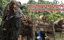 Điều tra vụ vận chuyển cây xoài cổ thụ hơn 100 năm tuổi