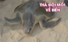 Hàng chục người xắn tay thả đồi mồi dứa nặng 30 kg về với biển