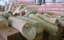 Ngà voi nhập lậu với lượng lớn nhất từ trước đến nay tại cảng Tiên Sa