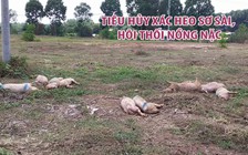 Xác heo chết được tiêu hủy sơ sài gây hôi thối nồng nặc