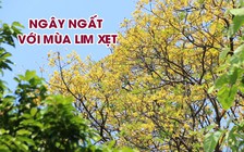 Ngất ngây với mùa lim xẹt ở bán đảo Sơn Trà