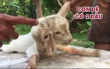 Kỳ lạ chú dê con có 2 đầu ở Vĩnh Long