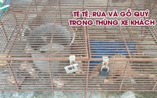 Tê tê, rùa và gỗ quý trong thùng xe khách biển số Lào giáp biên giới