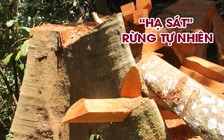Rừng tự nhiên bị phá mà kiểm lâm không hay biết