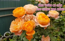 Khu vườn kỳ thú có gần 500 giống hoa hồng