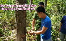 Hủy hoại hơn 10 ha rừng thông bằng khoan điện và thuốc diệt cỏ