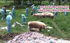 Dịch tả lợn châu Phi tấn công trại lợn giống tỉnh Bạc Liêu