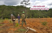 Lấn chiếm đất lâm nghiệp rồi "phân lô" ngay tại Đà Lạt