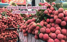 Nông dân phấn khởi vì vải thiều tăng giá nhiều lần so với năm ngoái