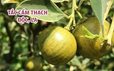 Ngắm vườn tắc cẩm thạch độc, lạ của lão nông miền Tây