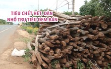 Hàng ngàn ha tiêu chết, khốn khổ, dân nhổ cả trụ tiêu đem bán