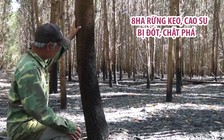 Nghi bị kẻ gian phá hoại, 8ha rừng keo, cao su của người dân bị đốt, chặt phá