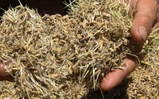 Nông dân khóc ròng vì lúa ngâm nước lũ nảy mầm, chỉ có thể làm thức ăn cho gia súc, gia cầm