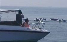 Bất ngờ chứng kiến hàng trăm chú cá heo nô đùa trên vùng biển Hội An