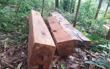 Cổ thụ trong rừng phòng hộ ở Quảng Nam tiếp tục bị “xẻ thịt”