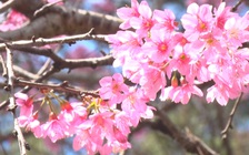 Sau 10 năm, mai anh đào Đà Lạt mới nở rộ đúng dịp đầu năm mới