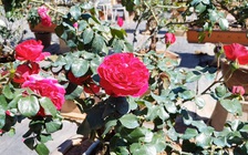 Chiêm ngưỡng những cây hồng bonsai cổ giá trên 100 triệu đồng