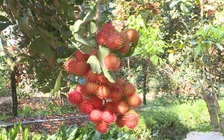 Ảnh hưởng bởi virus corona, chôm chôm chỉ còn 6.000 đồng/kg nhưng thương lái vẫn không mua