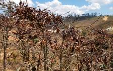 Xót xa hàng trăm héc ta cà phê bị cháy đen vì sương muối