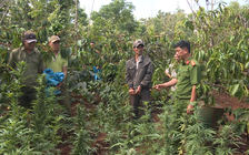 “Lão nông” trồng hơn 1.000 cây cần sa trong rẫy cà phê