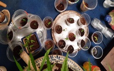 Vừa uống thuốc cai nghiện ma túy, vừa trồng cần sa trong phòng ngủ để dùng